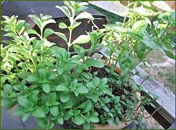 Why Stevia